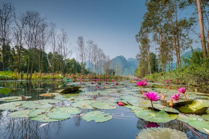 Perfume pagoda tour flower bloom