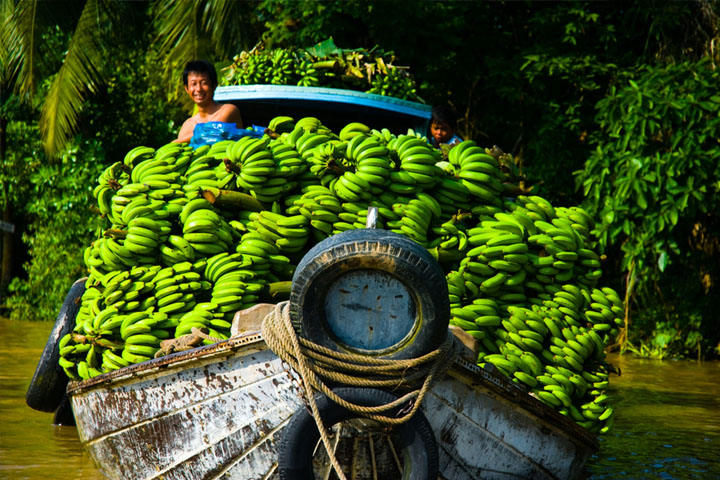 Life in mekong delta