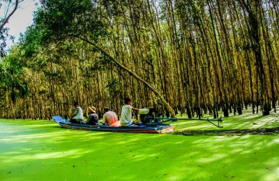 Tra su forest mekong delta